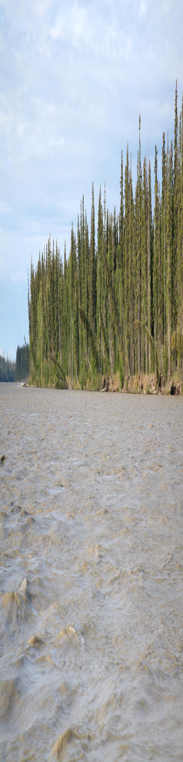 A typical stand of white spruce along the Tanana River downriver from Fairbanks, Alaska shows eroding banks due to shifting currents. Photo courtesy of Glenn Juday.