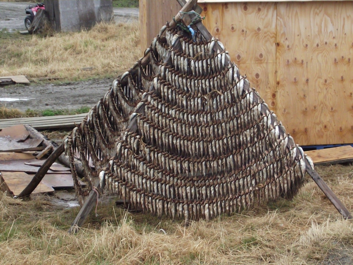 Fish drying near Tooksook Bay. Photo courtesy of Jimmie Lincoln.