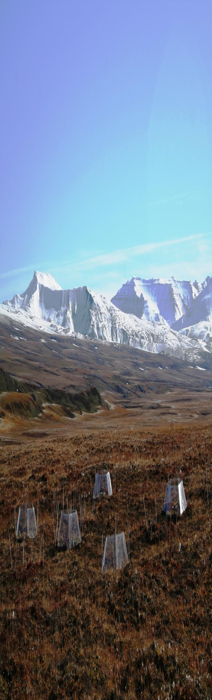 Figure 1: Open-top hexagon-shaped greenhouses have been used across the Arctic to create warmer micro-climate on plots of tundra without the use of electricity. The photo illustrates an experiment from Zackenberg, Greenland in fall colors. Image courtesy of Riikka Rinnan.