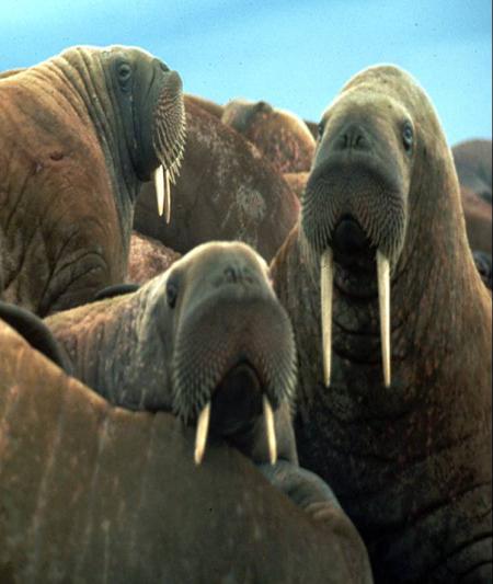 Young walruses on ice in the Chukchi Sea. Photo courtesy of Brendan Kelly.