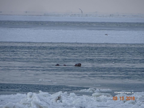 Walrus near Gambell earlier in the week