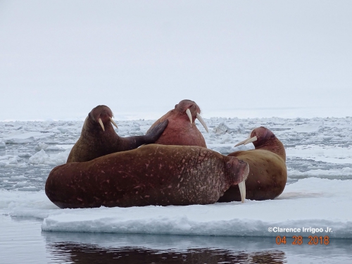 Gambell walrus 1