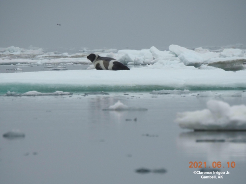 Ribbon sea on the ice near Gambell, AK. 