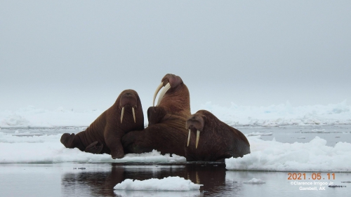 Walrus seen near Gambell.