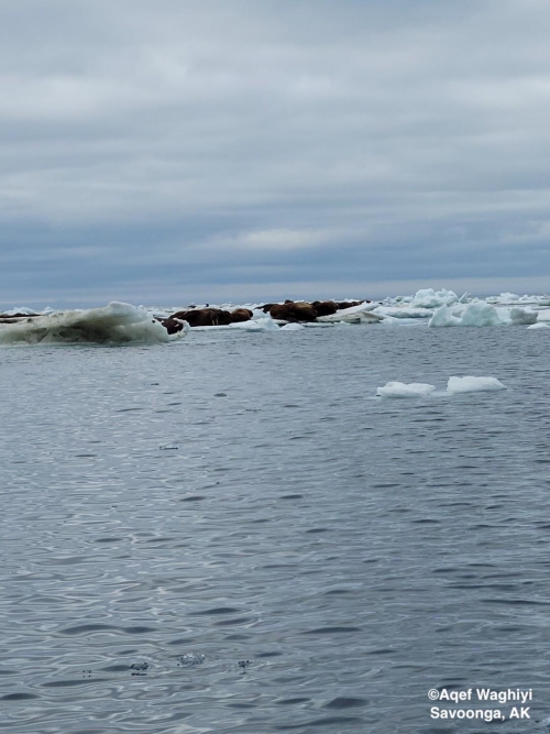 Walrus north of Savoonga - view 2.