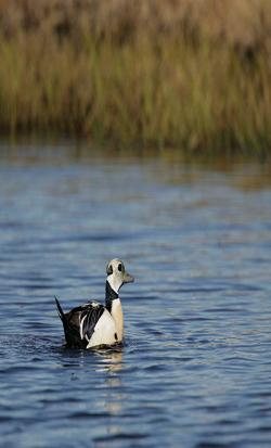 A male Steller's eider (Polysticta stel- leri) near Barrow.