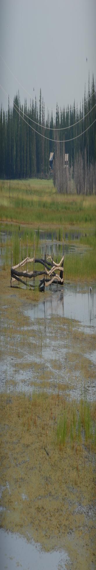 Increased precipitation and warming permafrost render hayfields unuseable