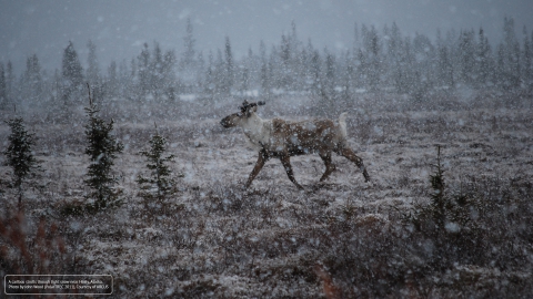 Photo by John Wood (PolarTREC) 2011, Courtesy of ARCUS. 